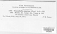 Tranzschelia discolor image